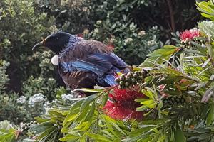 Tui in Grenada Village